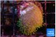 Sarcophython full neon green polyps Australia 2-3 cm WYSIWYG acclimaté