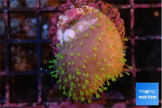 Sarcophython full neon green polyps Australia 2-3 cm WYSIWYG acclimaté