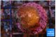 Pocillopora damicornis pink tip 2-3 cm WYSIWYG acclimaté