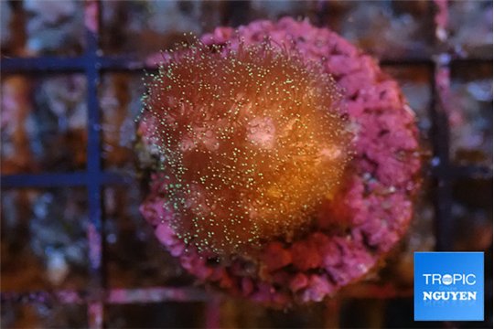 Pocillopora damicornis pink tip 2-3 cm WYSIWYG acclimaté