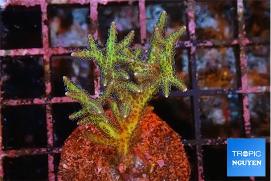 Seriatopora golden green 2-4 cm WYSIWYG acclimaté