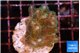 Pocillopora damicornis green & pink tip 2-4 cm WYSIWYG acclimaté