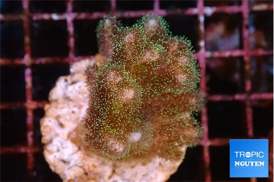 Pocillopora damicornis green & pink tip 2-4 cm WYSIWYG acclimaté