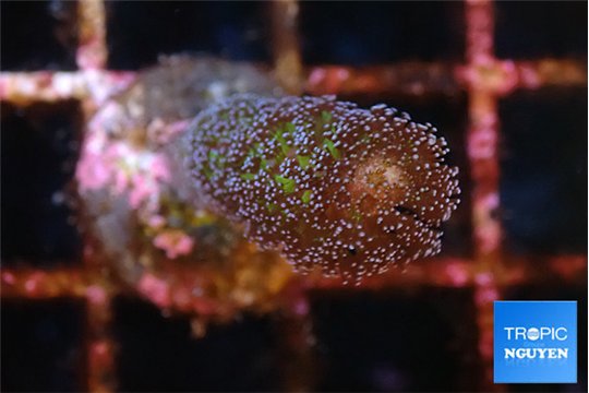 Stylophora milka 2-3 cm WYSIWYG acclimaté