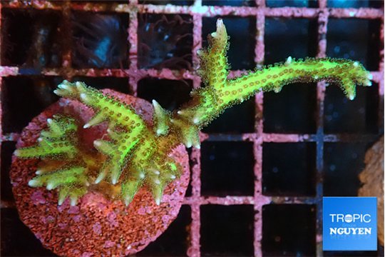 Seriatopora golden green 3-5 cm WYSIWYG acclimaté