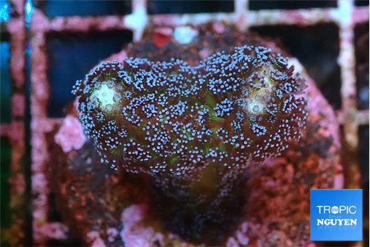 Stylophora milka 2-4 cm WYSIWYG acclimaté