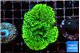Montipora green 3-4 cm WYSIWYG acclimaté