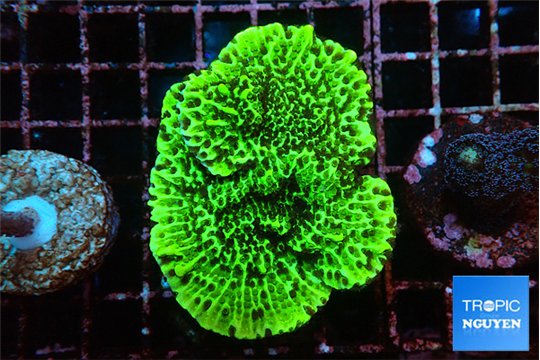 Montipora green 3-4 cm WYSIWYG acclimaté