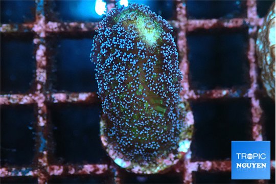 Stylophora milka 2-3 cm WYSIWYG acclimaté