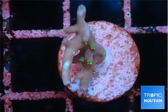Acropora carduus green polyps deep water 1-2 cm WYSIWYG acclimaté