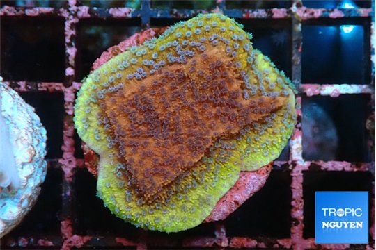 Montipora purple & blue polyps 2-3 cm WYSIWYG acclimaté