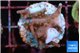 Acropora carduus green polyps deep water 2-3 cm WYSIWYG acclimaté