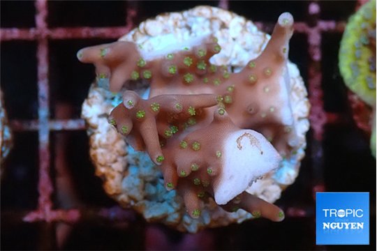 Acropora carduus green polyps deep water 2-3 cm WYSIWYG acclimaté