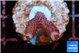 Seritopora pink purple Fijii 2-3 cm WYSIWYG acclimaté