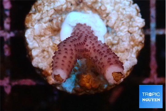 Seritopora pink purple Fijii 2-3 cm WYSIWYG acclimaté
