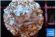 Acropora carduus green polyps deep water 2-3 cm WYSIWYG acclimaté