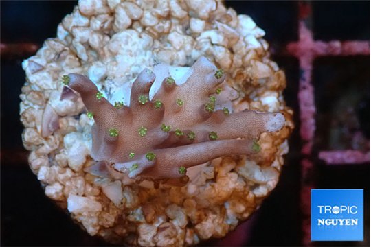 Acropora carduus green polyps deep water 2-3 cm WYSIWYG acclimaté