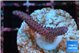 Seritopora pink purple Fijii 2-3 cm WYSIWYG acclimaté