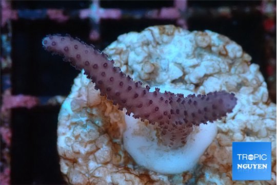Seritopora pink purple Fijii 2-3 cm WYSIWYG acclimaté