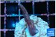 Seritopora pink purple Fijii 2-3 cm WYSIWYG acclimaté