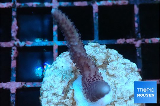 Seritopora pink purple Fijii 2-3 cm WYSIWYG acclimaté