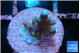 Acropora carduus green polyps deep water 1-2 cm WYSIWYG acclimaté