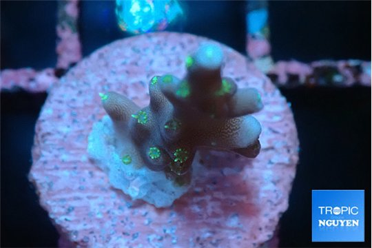 Acropora carduus green polyps deep water 1-2 cm WYSIWYG acclimaté