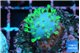 Sarcophython full neon green polyps Australia 2 cm WYSIWYG acclimaté