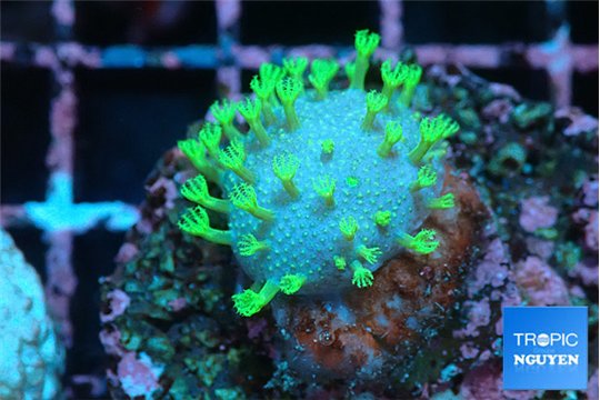 Sarcophython full neon green polyps Australia 2 cm WYSIWYG acclimaté