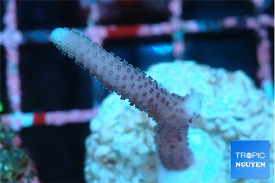 Seritopora pink purple Fijii 2-3 cm WYSIWYG acclimaté