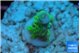 Acropora green golden 1-2 cm WYSIWYG acclimaté