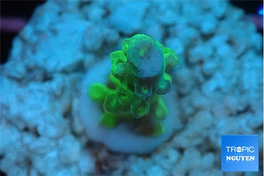 Acropora green golden 1-2 cm WYSIWYG acclimaté