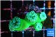 Duncanopsammia green 4 polyps WYSIWYG acclimaté