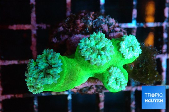 Duncanopsammia green 4 polyps WYSIWYG acclimaté