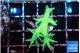 Seriatopora golden green 2 cm WYSIWYG acclimaté