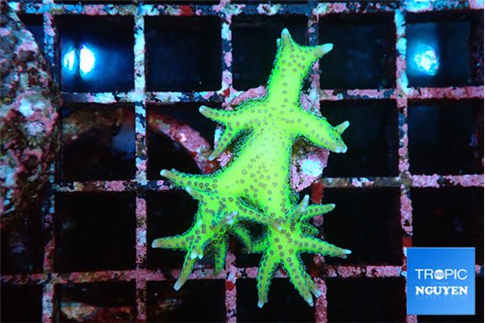 Seriatopora golden green 2 cm WYSIWYG acclimaté