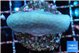 Sarcophython full neon green polyps Australia 3-5 cm WYSIWYG acclimaté