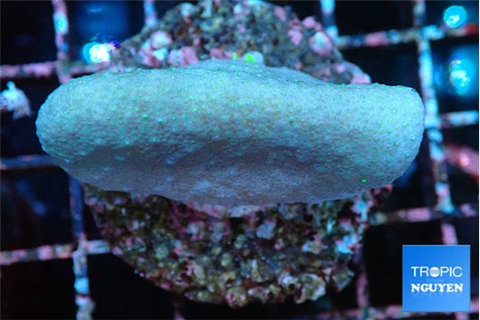 Sarcophython full neon green polyps Australia 3-5 cm WYSIWYG acclimaté