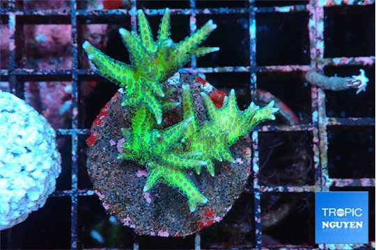 Seriatopora golden green 3-4 cm WYSIWYG acclimaté