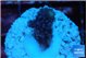 Acropora gemmifera purple 1-2 cm WYSIWYG acclimaté