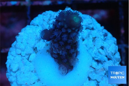 Acropora gemmifera purple 1-2 cm WYSIWYG acclimaté
