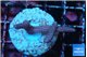 Seritopora pink purple Fijii 2-3 cm WYSIWYG acclimaté