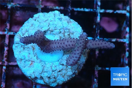 Seritopora pink purple Fijii 2-3 cm WYSIWYG acclimaté