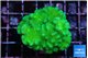Pocillopora verrucosa toxic green 3-4 cm WYSIWYG acclimaté