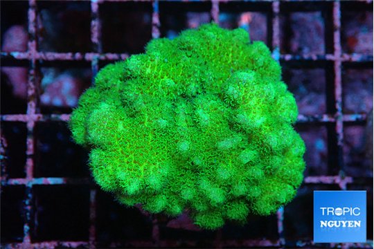 Pocillopora verrucosa toxic green 3-4 cm WYSIWYG acclimaté