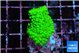 Acropora neon green 2-3 cm WYSIWYG acclimaté