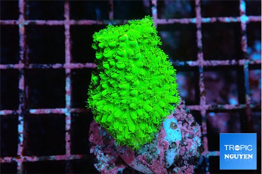 Acropora neon green 2-3 cm WYSIWYG acclimaté
