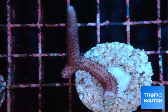 Seritopora pink purple Fijii 2-3 cm WYSIWYG acclimaté