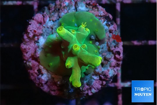 Acropora caroliniana banana 2 cm WYSIWYG acclimaté