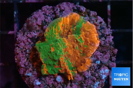 Montipora graphted 2 cm WYSIWYG acclimaté